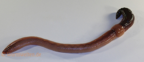 Lumbricus terrestris 