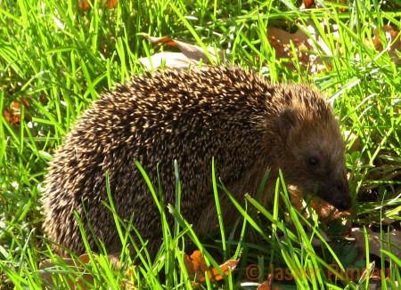 Igel