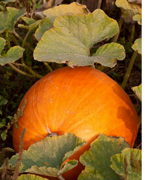 Hokkaido Kürbis
