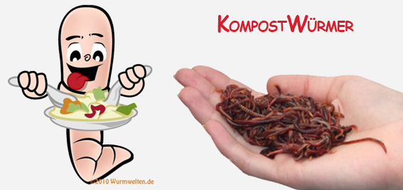 Kompostwürmer