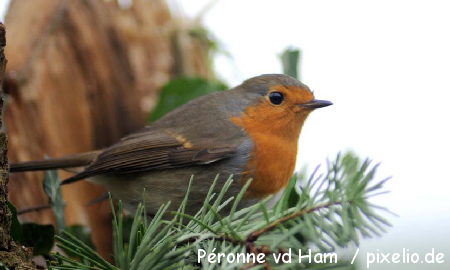 Péronne vd Ham / pixelio.de Rotkehlchen