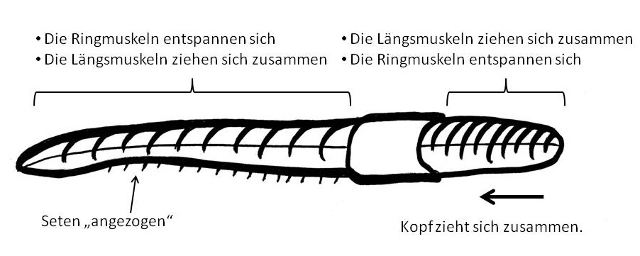 Regenwurm Borsten