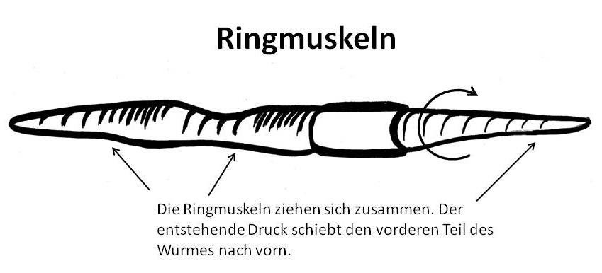 Regenwurm Ringmuskeln
