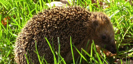 Igel fit für den Winter machen