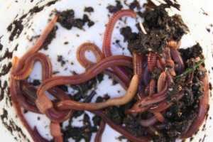 Angelköder in einer Wurmfarm züchten