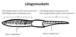 Bewegung der Regenwürmer