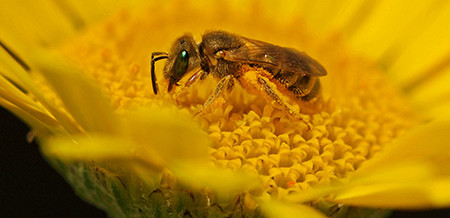 Wildbienen schützen ist einfach