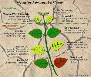 Mangelerscheinungen bei Pflanzen erkennen