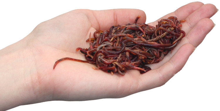 Eisenia Würmer in Hand