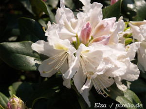 Rhodedendren