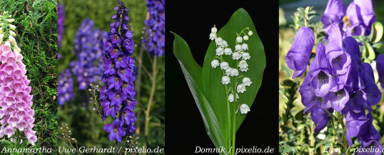 50 Giftpflanzen im Garten (mit Schautafel)