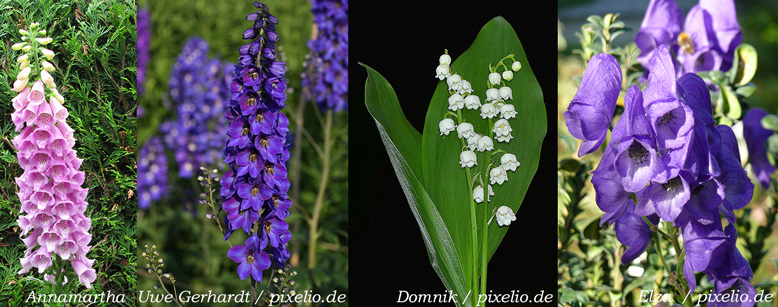 Giftpflanzen Im Garten Wurmwelten De