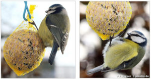 Meisenknödel mit Blaumeise