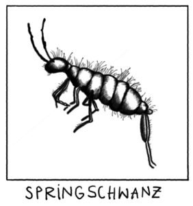 springschwanz