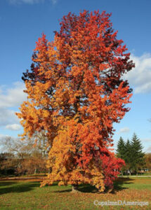 Amberbaum