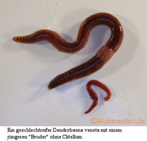 Dendros Geschlechtsreif groß und klein mit ring