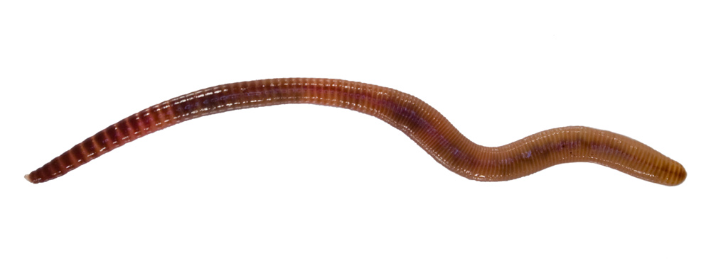 juveniler Kompostwurm Eisenia freigestellt