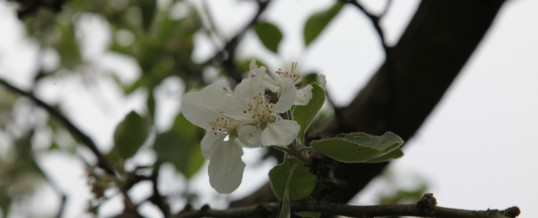 Bokashi für Garten und Balkon