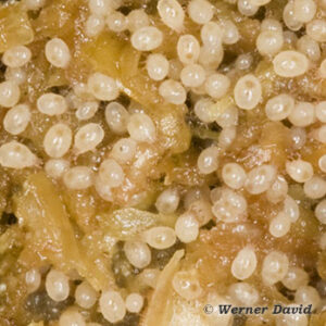 Milben in einer Wurmfarm