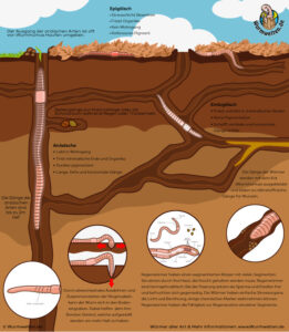 Biologie und Lebensraum der Regenwürmer
