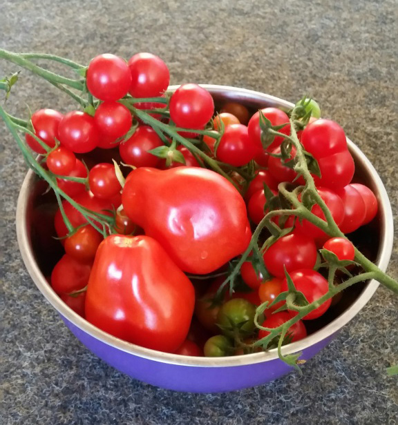 Tomatenernte