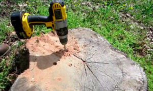 Baumstumpf entfernen