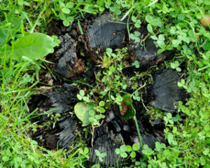 Baumstumpf verbrennen