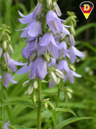 Campanula