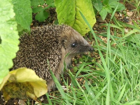 Igel im Naturgarten