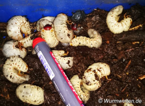 engerlinge Komposthaufen