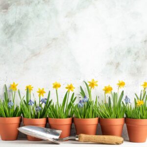 So legen Sie einen Mini-Bienengarten an – Schritt für Schritt