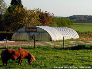 Gewächshaus und Pferd