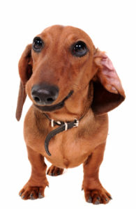 Hund