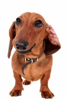 Hund