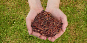 kompostwürmer
