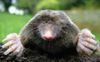Naturlich Maulwurfe Und Wuhlmause Vertreiben Wurmwelten De