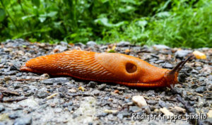 Schneckenbekämpfung im Garten Wurmwelten.de Wurmkisten & Kompostwürmer