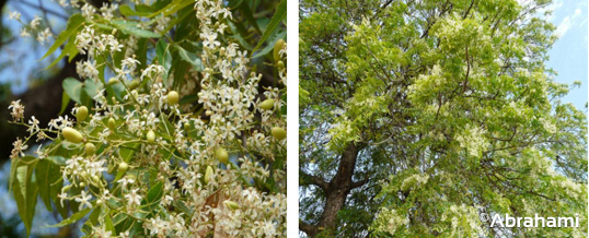 Neembaum mit Neemnuss