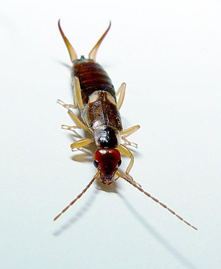 Ohrenkeifer Forficula auricularia