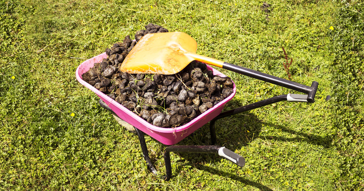 Pferdemist in Schubkarre