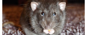 Ratte Knabbert