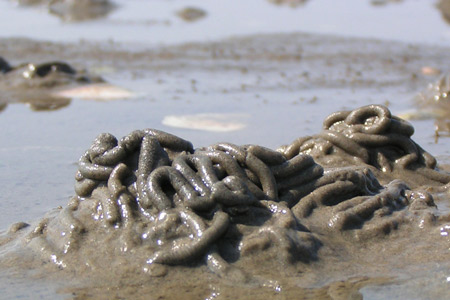 Wattwurmhaufen im Sand