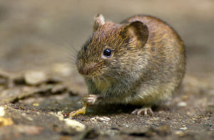 Wühlmaus erkennen und vertreiben